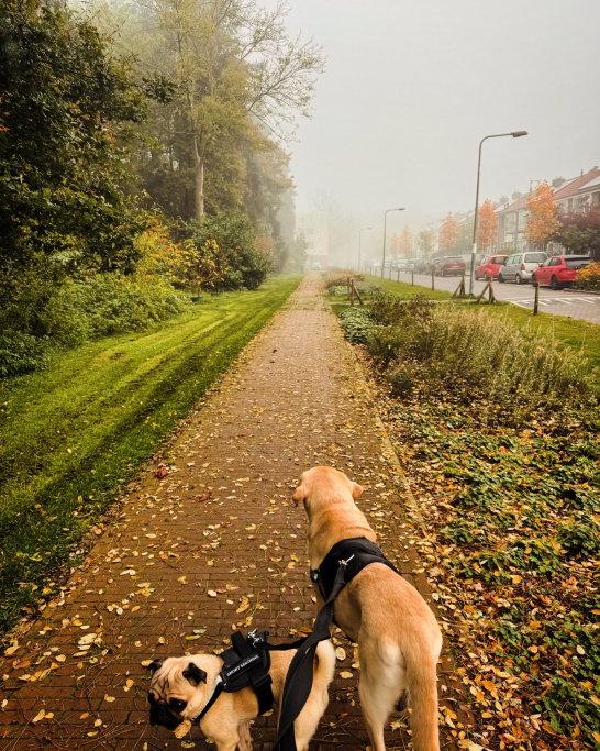 Neera, dierenoppas in Hilversum, foto 4