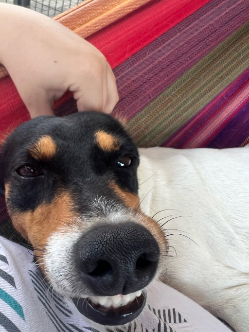 Raphael, pet sitter in Eindhoven, photo 5
