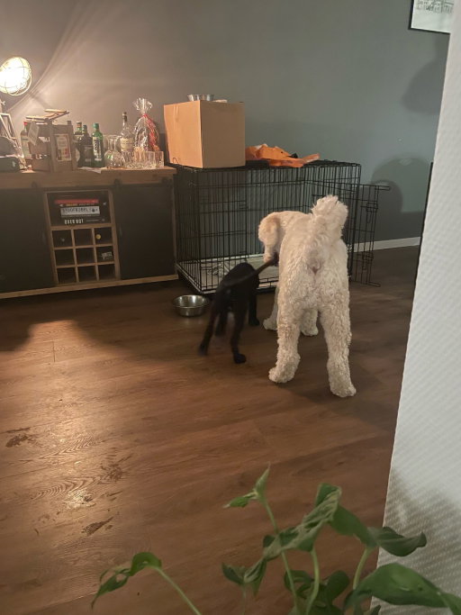 Hilbert, dierenoppas in de Wijk, foto 4
