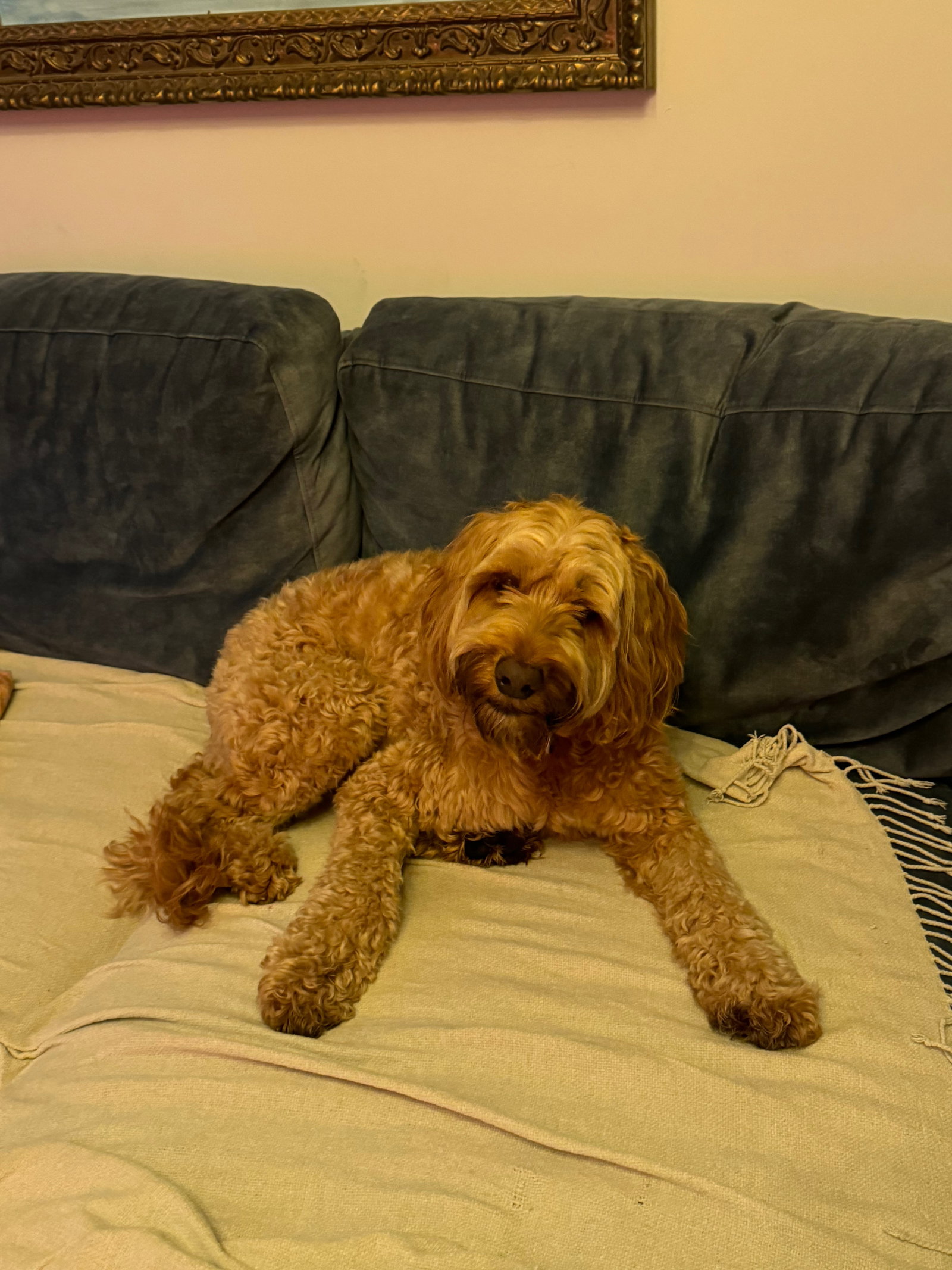 Donalda & David, pet sitter in Amsterdam, photo 5