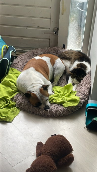Denise, pet sitter in Amsterdam, photo 5