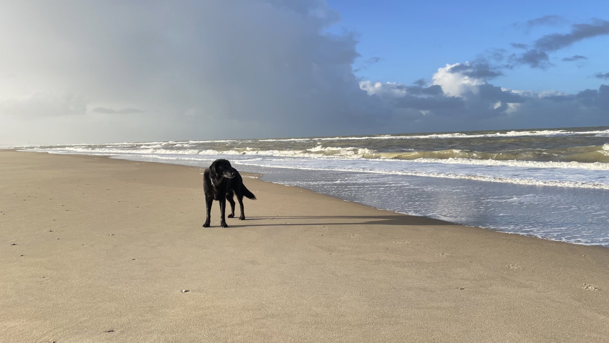 Herman, pet sitter in Leiden, photo 1