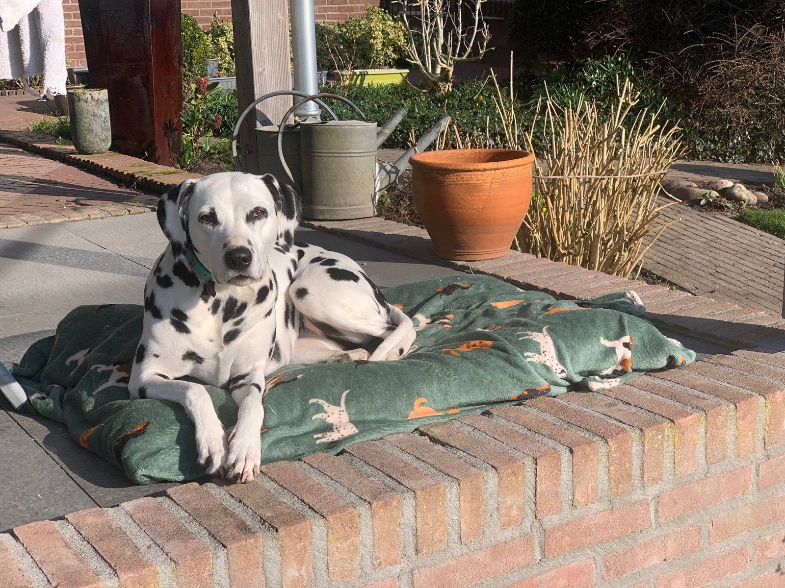 alice, pet sitter in Tricht, photo 4