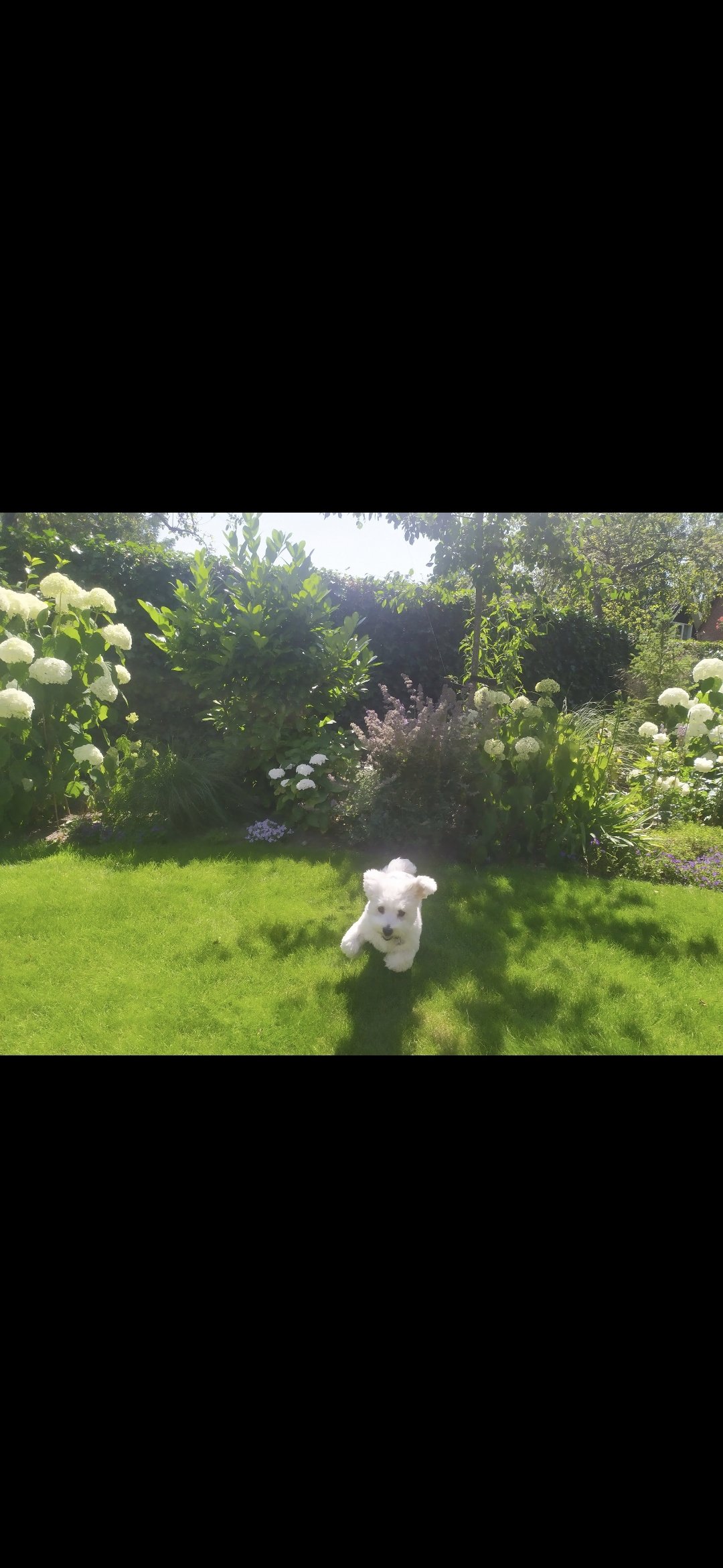 Elise, pet sitter in Benthuizen, photo 1