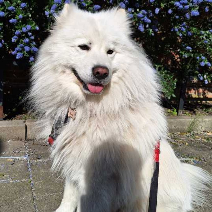 Patricia, pet sitter in Cuijk, photo 3