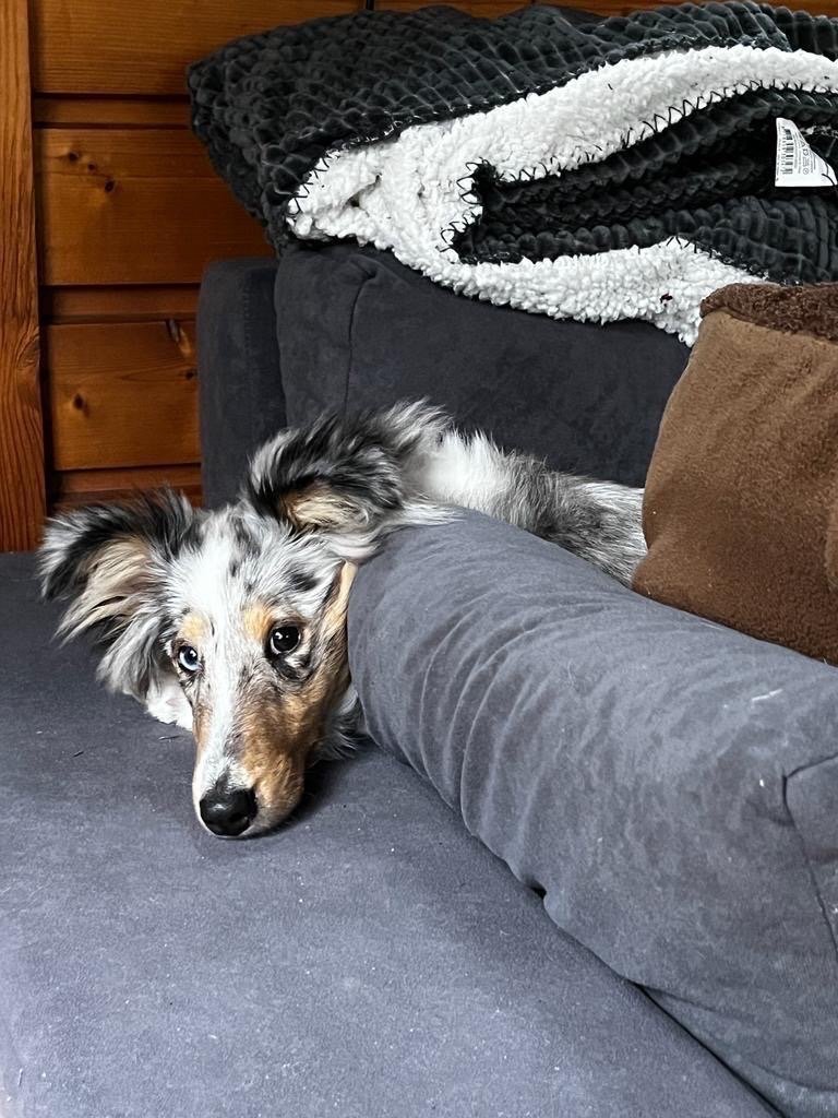Ronan, dierenoppas in Den Haag, foto 1