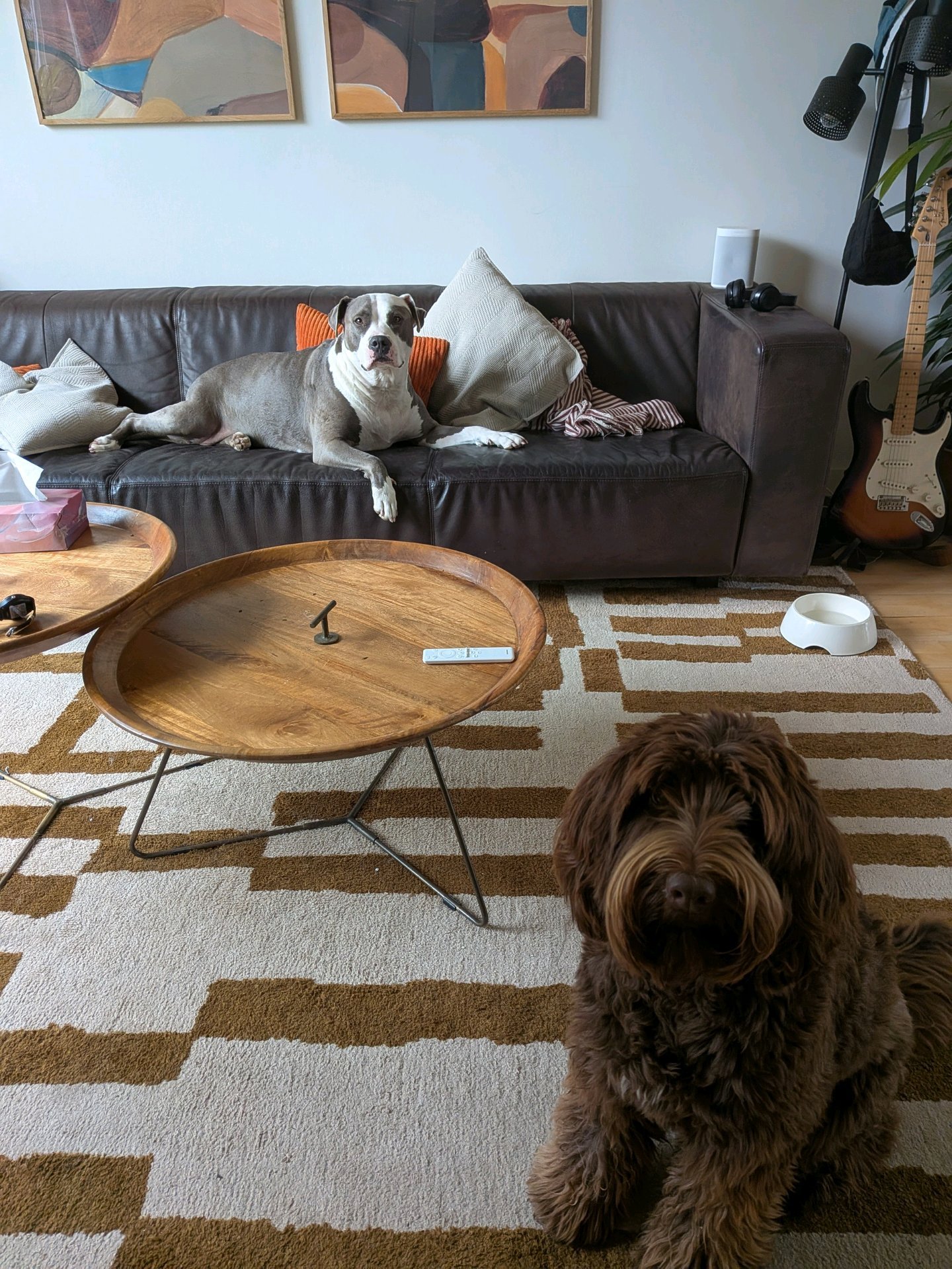 Berit & Shivara, pet sitter in Zaandam, photo 2