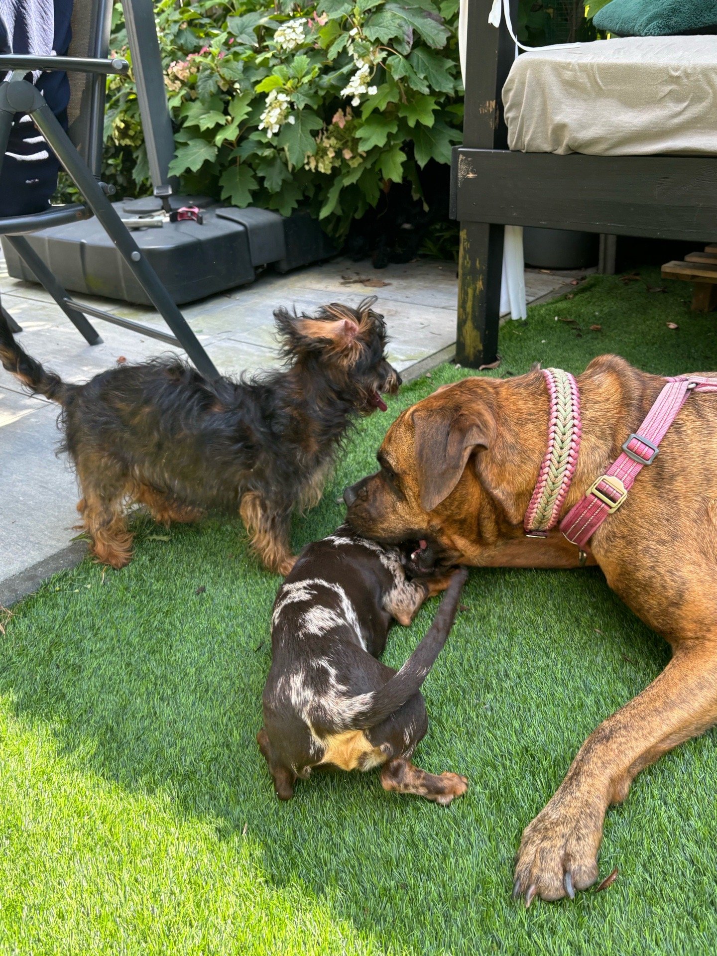 Carlijn, pet sitter in Oss, photo 5