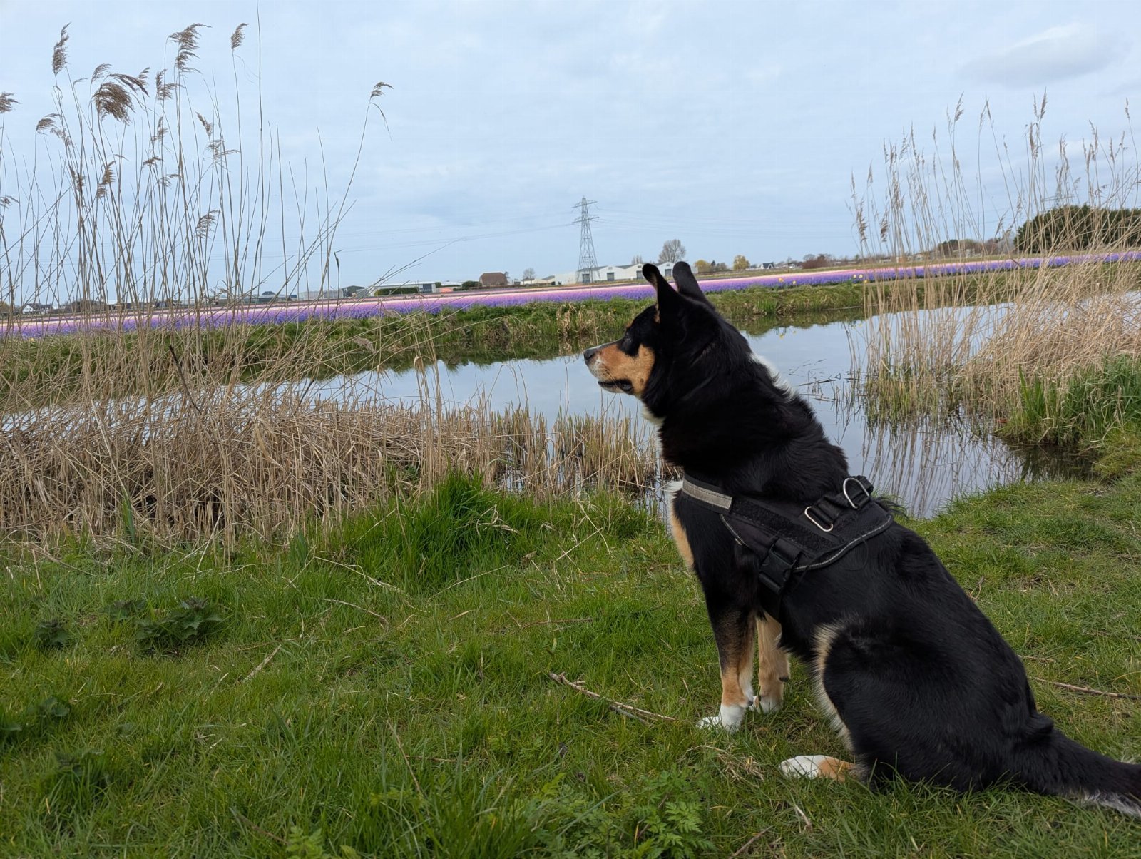 Noor, pet sitter in Sassenheim, photo 5