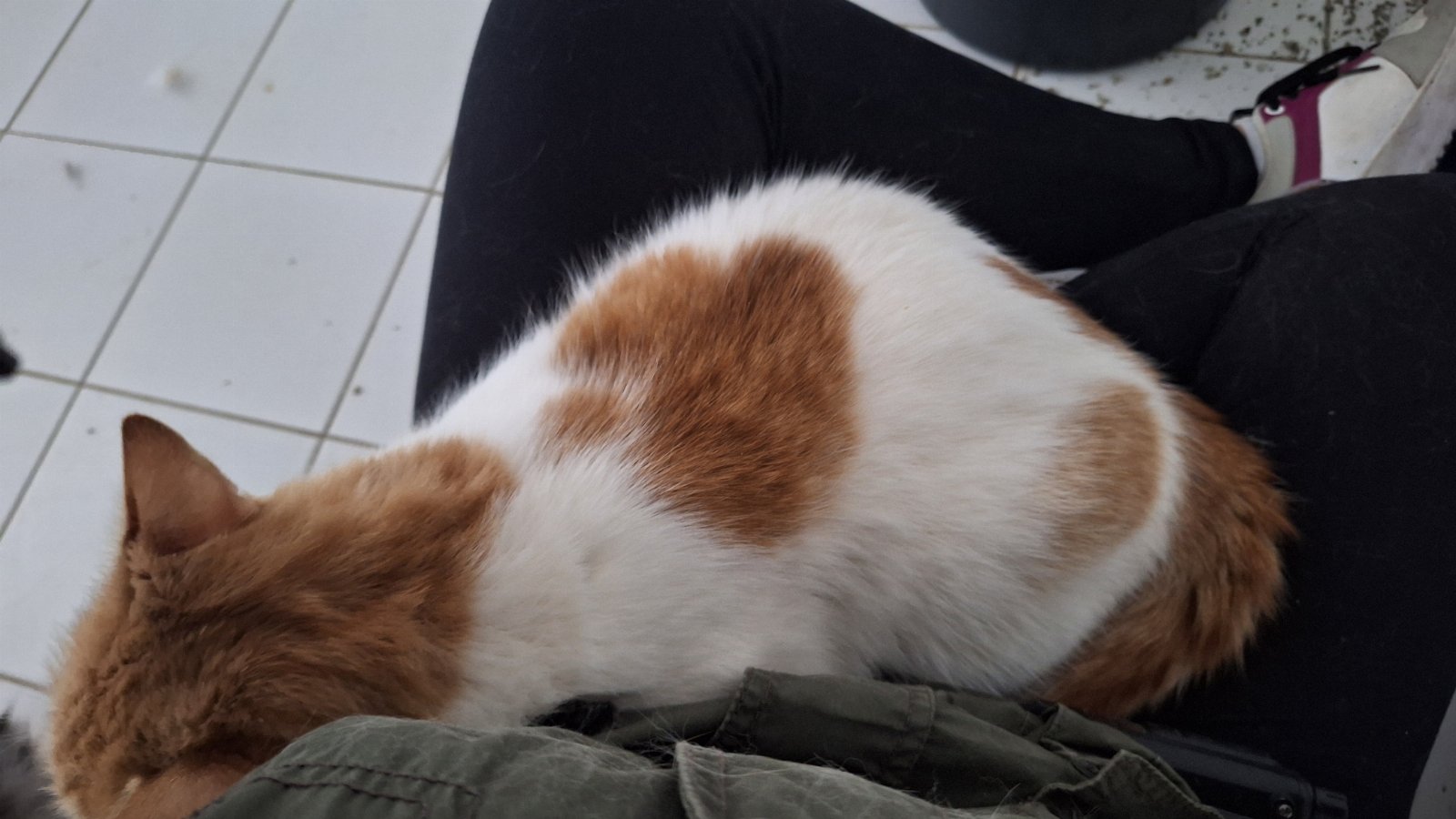 Vanessa, pet sitter in Neuss, photo 3