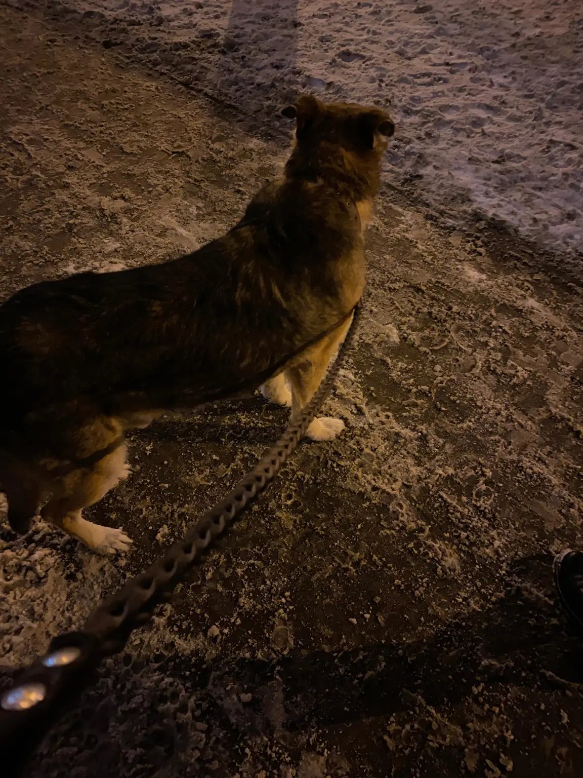 Olena, Tiersitter in München, Foto 3