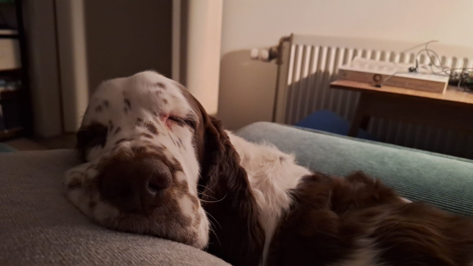 Noumi, pet sitter in Amsterdam, photo 3