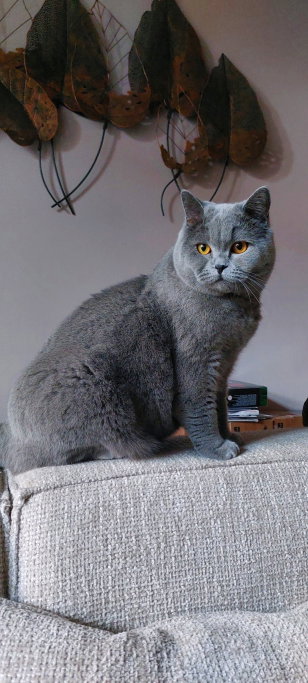 Merel, pet sitter in Scharendijke, photo 4