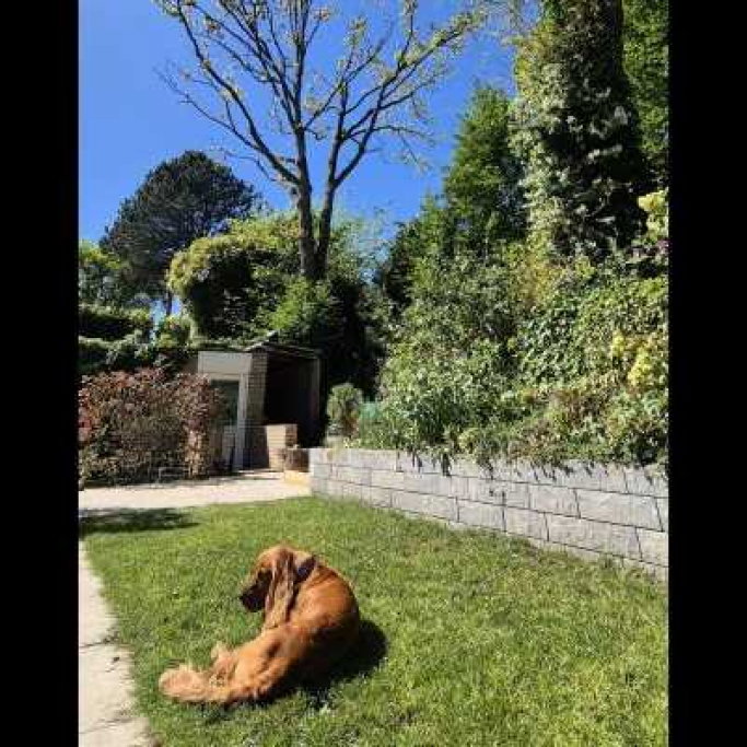 wieteke, dierenoppas in Huizen, foto 4