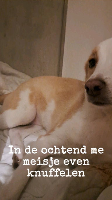 Priscilla, dierenoppas in Sittard, foto 2