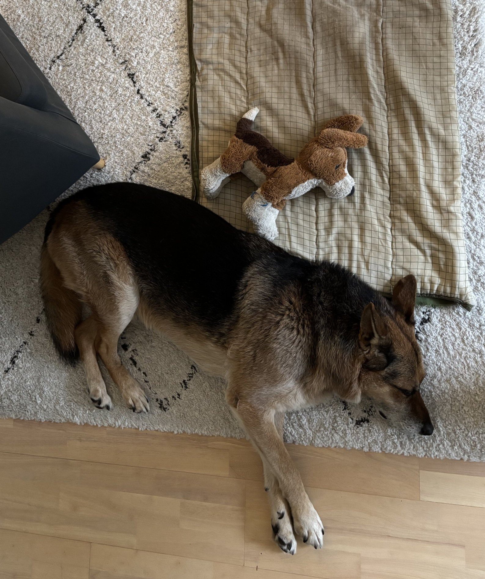 Maxime, pet sitter in 's-Gravenhage, photo 1