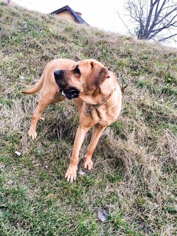 Akos, pet sitter in 's-Gravenhage, photo 1