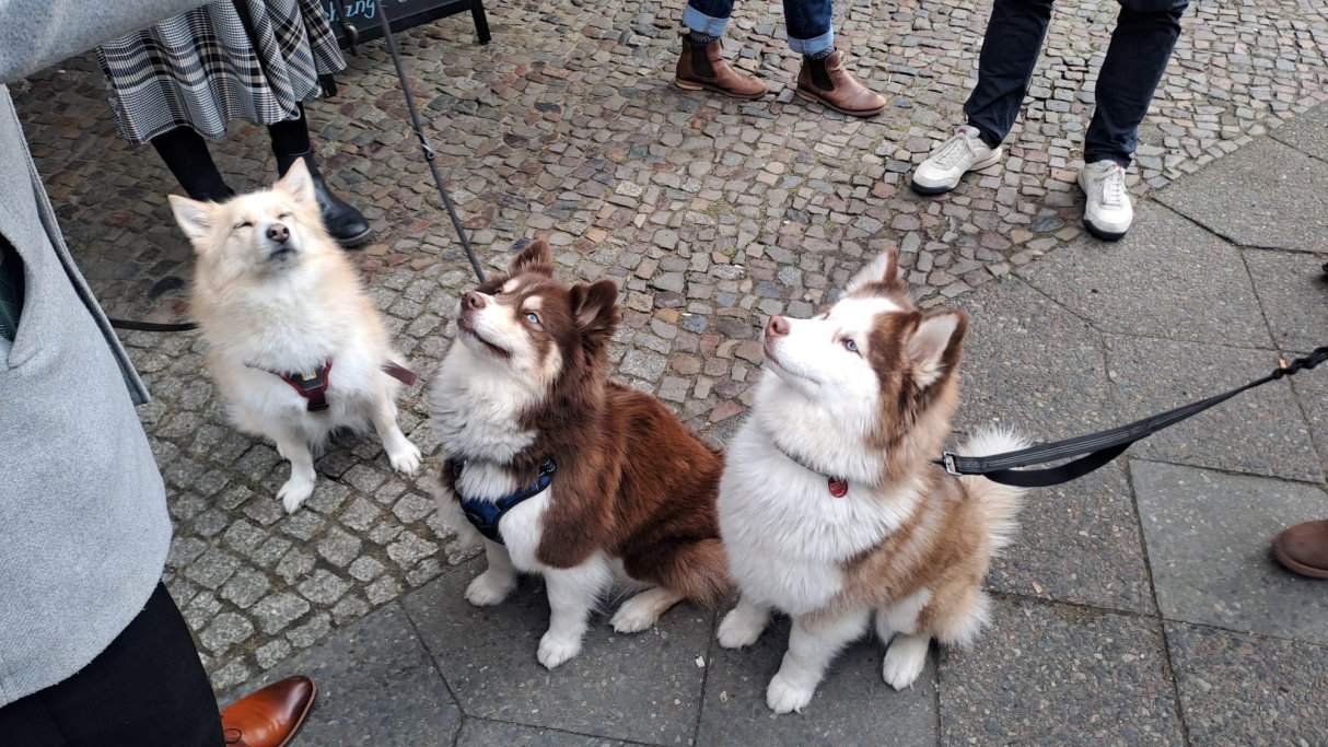 Abeer, Tiersitter in Berlin, Foto 2