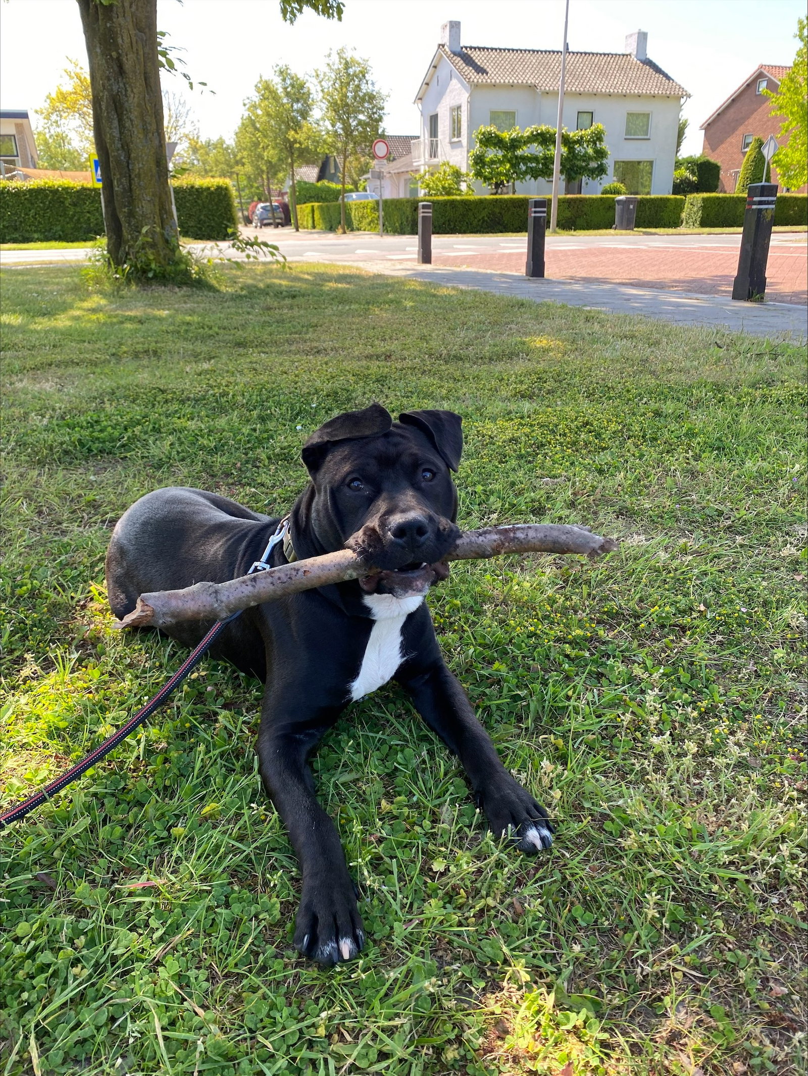 Julia-Marije, pet sitter in Geldermalsen, photo 1