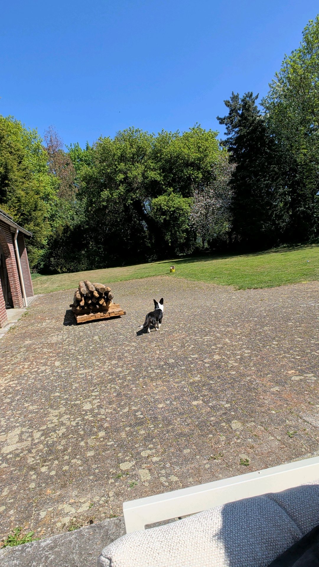maikel, dierenoppas in Beringe, foto 5