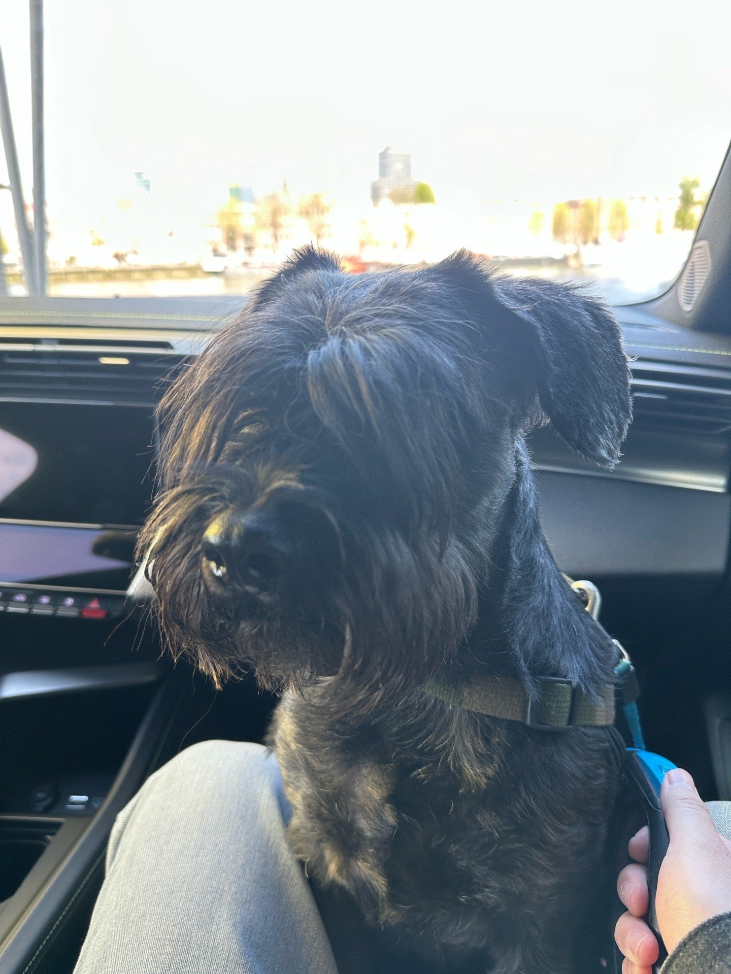 Zhiheng, pet sitter in Rotterdam, photo 4