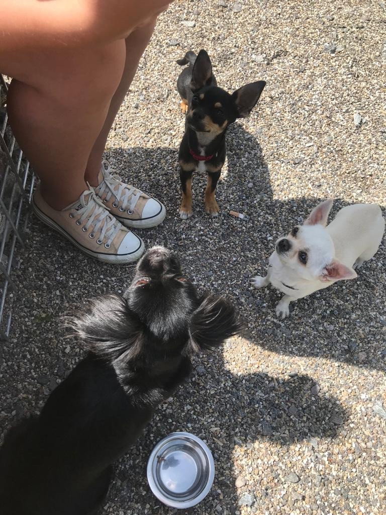 Isabella, pet sitter in Lahr, photo 3