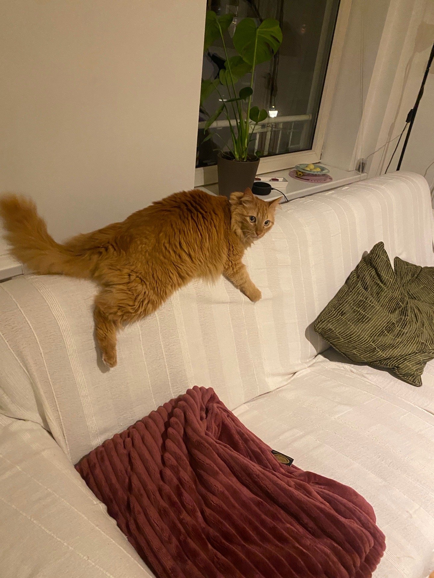 Nicole, pet sitter in Amsterdam, photo 3