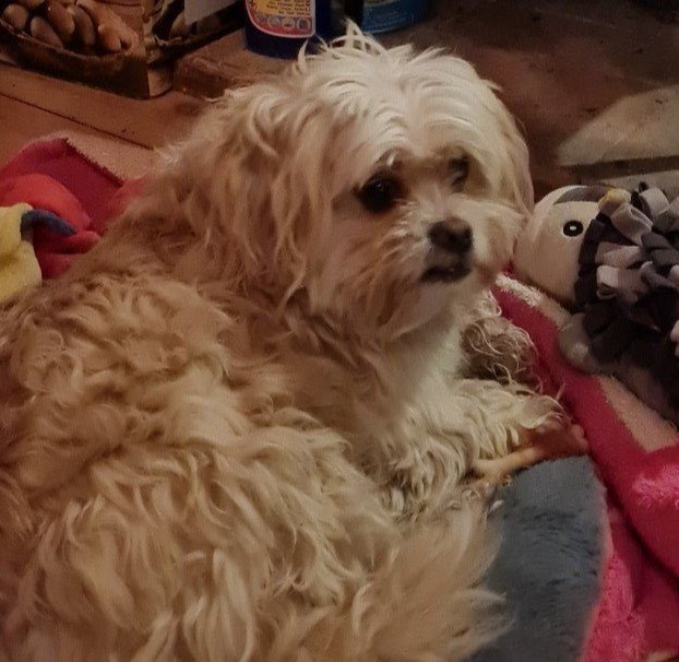 Paul En Marijke, pet sitter in Nijmegen, photo 1