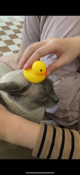 Florence, pet sitter in Amsterdam, photo 2