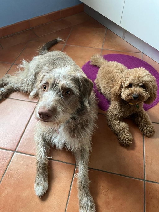 Elena, pet sitter in Amsterdam, photo 2
