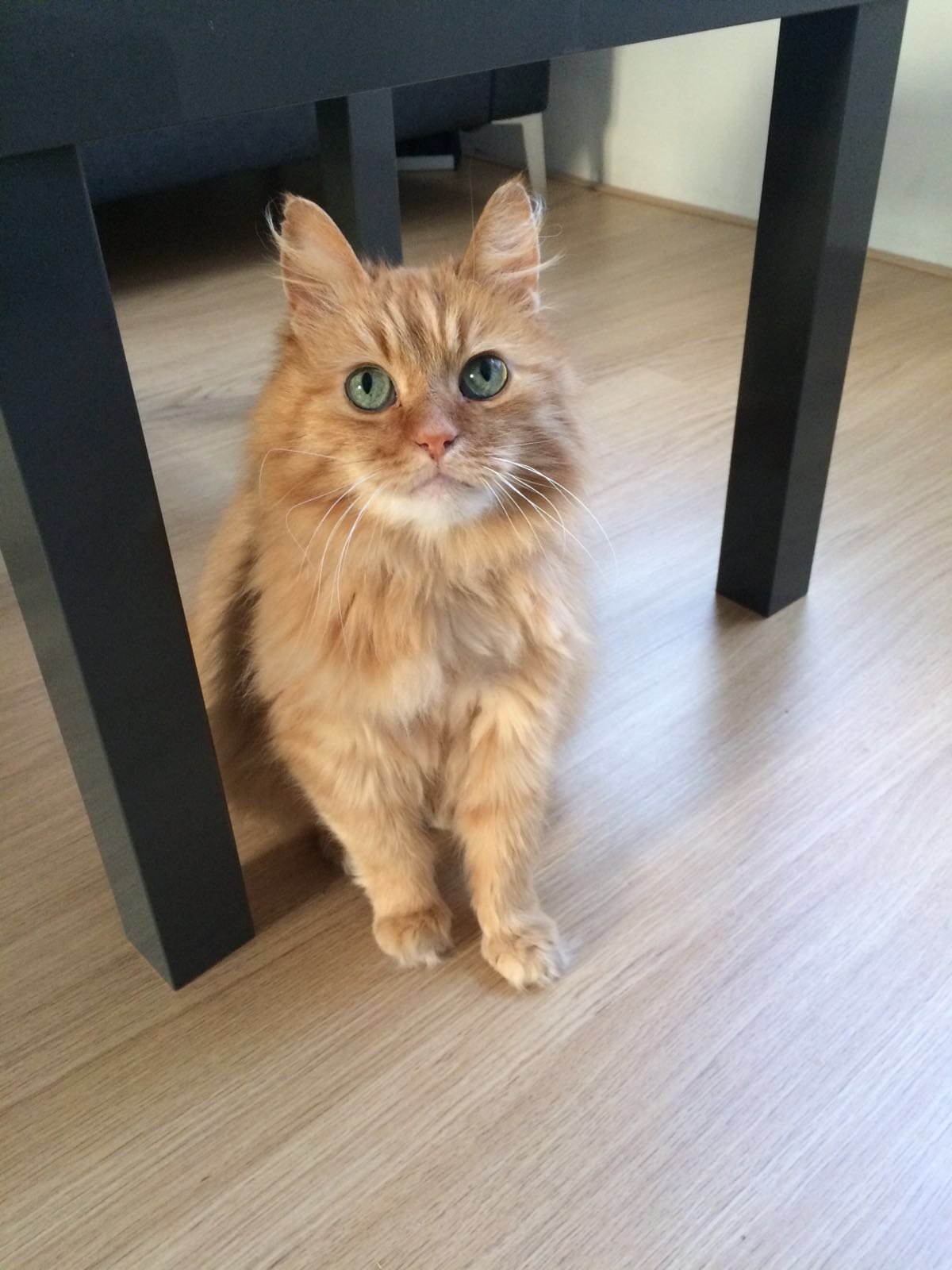 Dimitri, dierenoppas in Deventer, foto 1