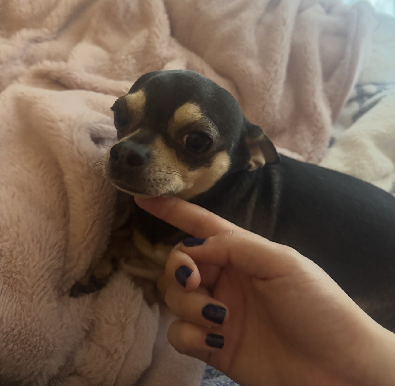 Ece, pet sitter in Rijswijk, photo 4
