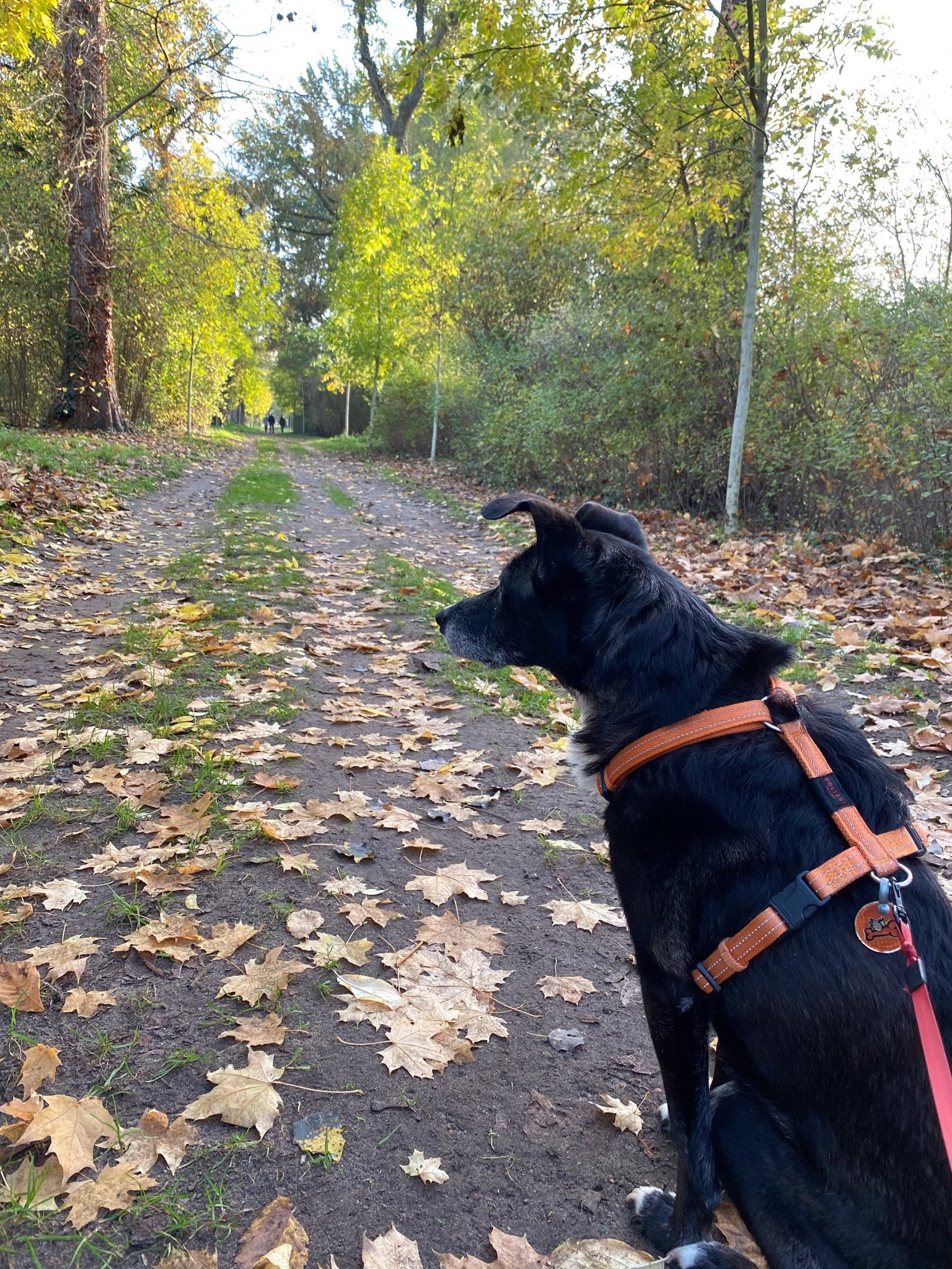 Tabitha, Tiersitter in Berlin, Foto 3
