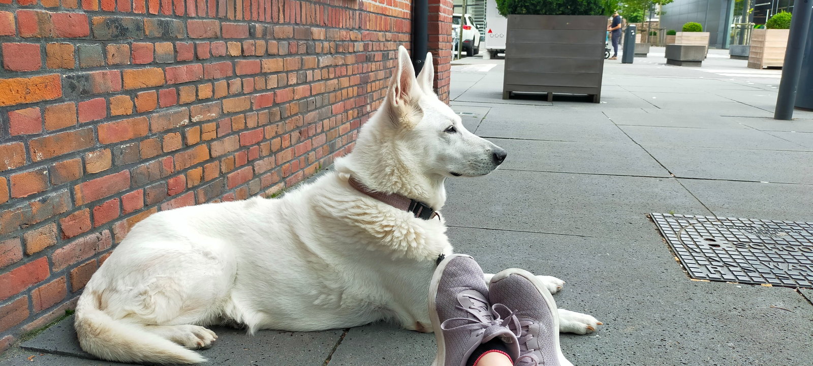 Rebecca, dierenoppas in Oost-Souburg, foto 2
