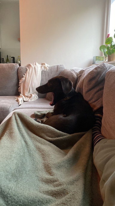 Jordan, pet sitter in Utrecht, photo 1