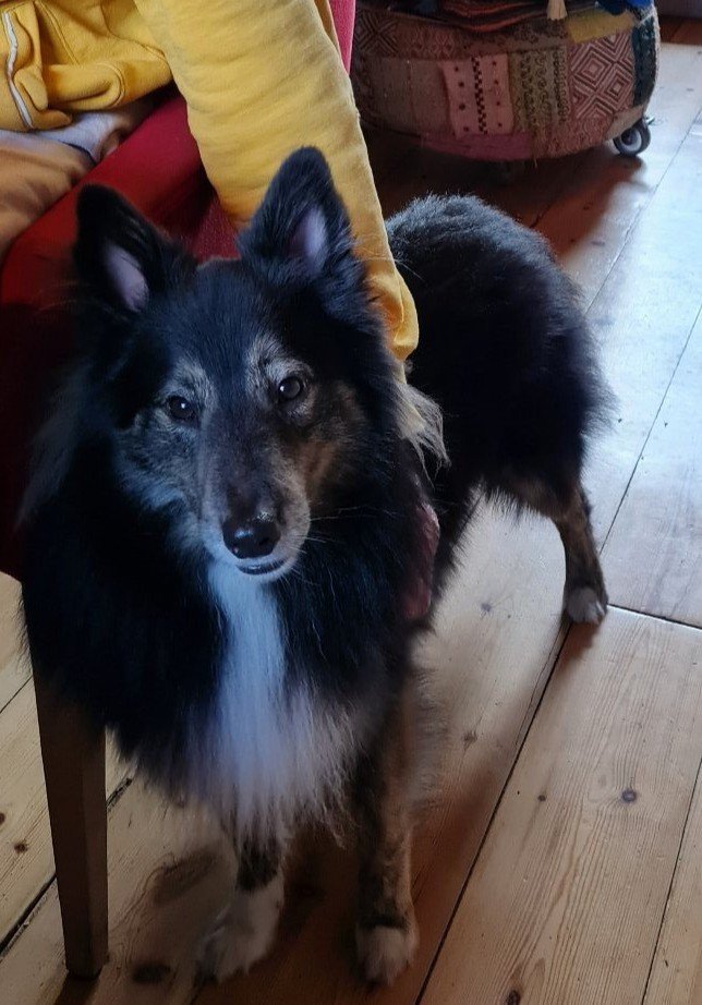 Paul En Marijke, pet sitter in Nijmegen, photo 3