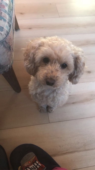 Carlotta, Tiersitter in Solingen, Foto 1