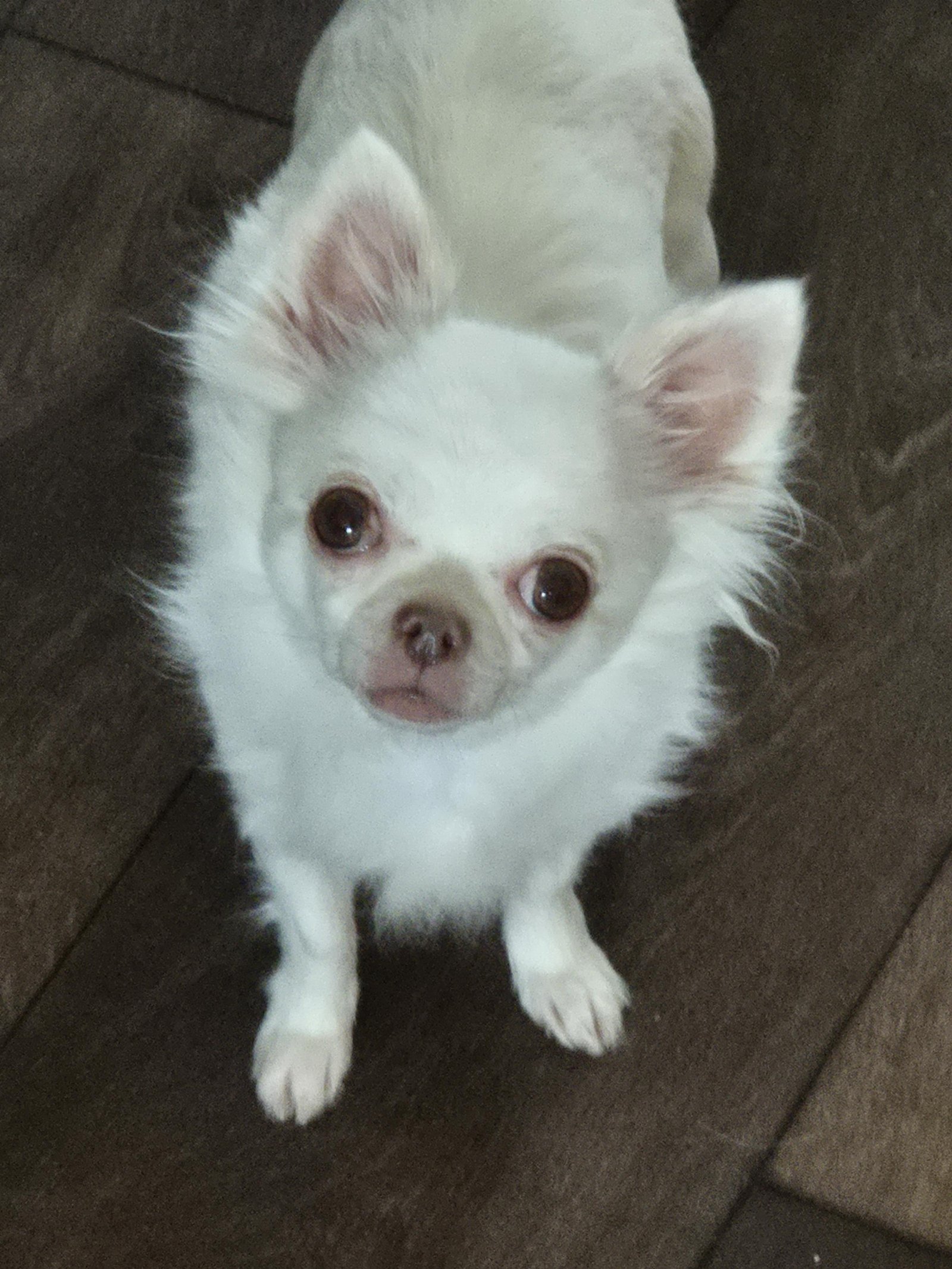 Dirk & Jocelyn, pet sitter in Wijckel, photo 1
