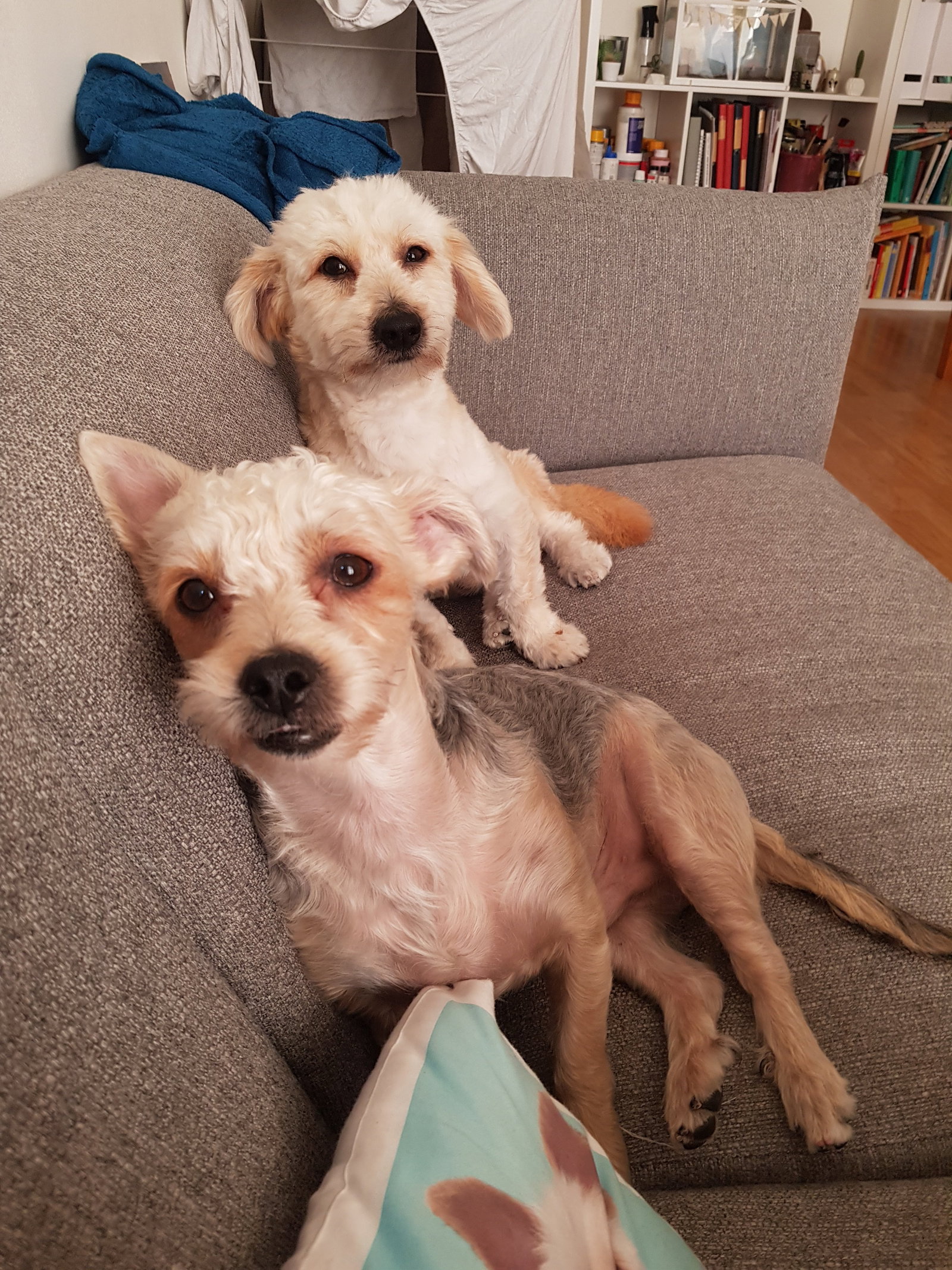 Ronja, pet sitter in 's-Gravenhage, photo 1