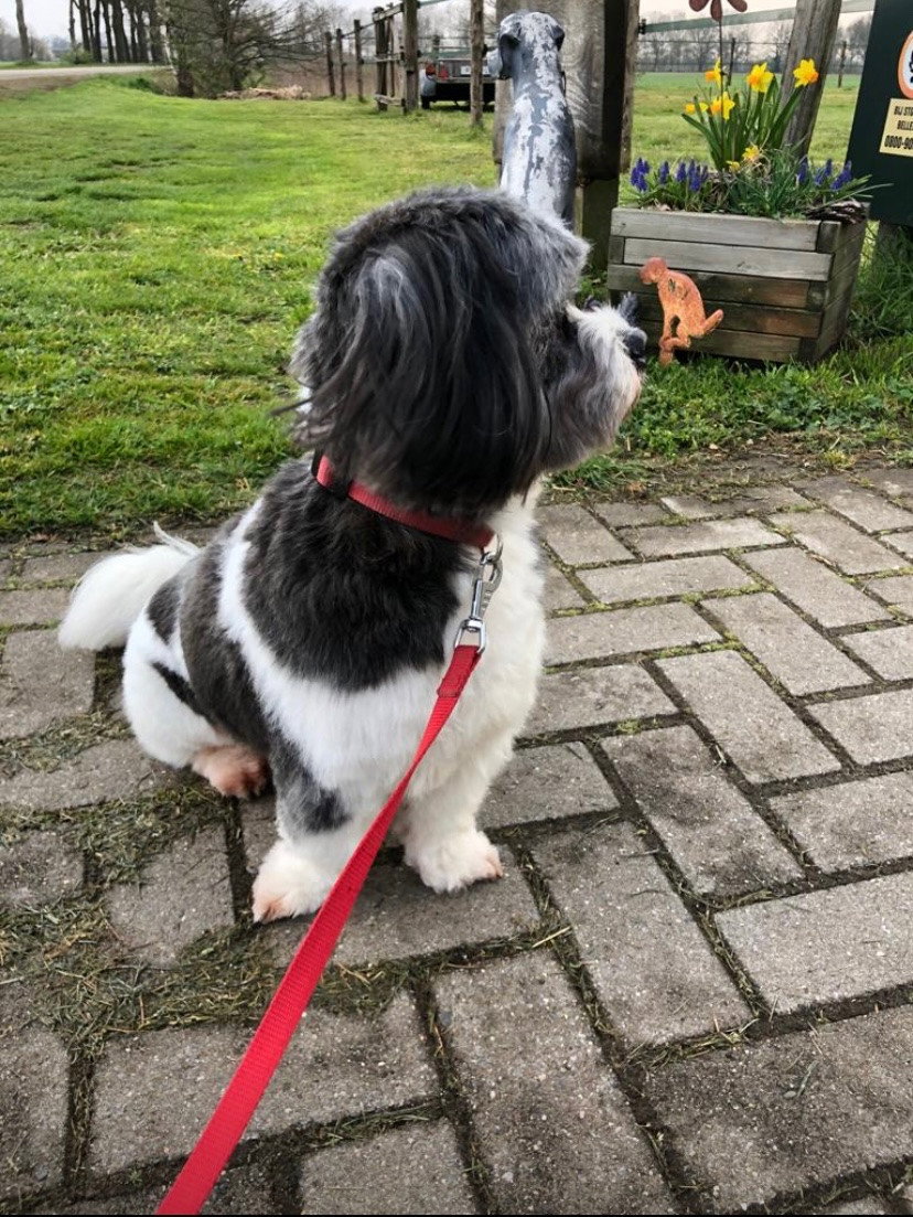 Angela, pet sitter in Nijmegen, photo 1