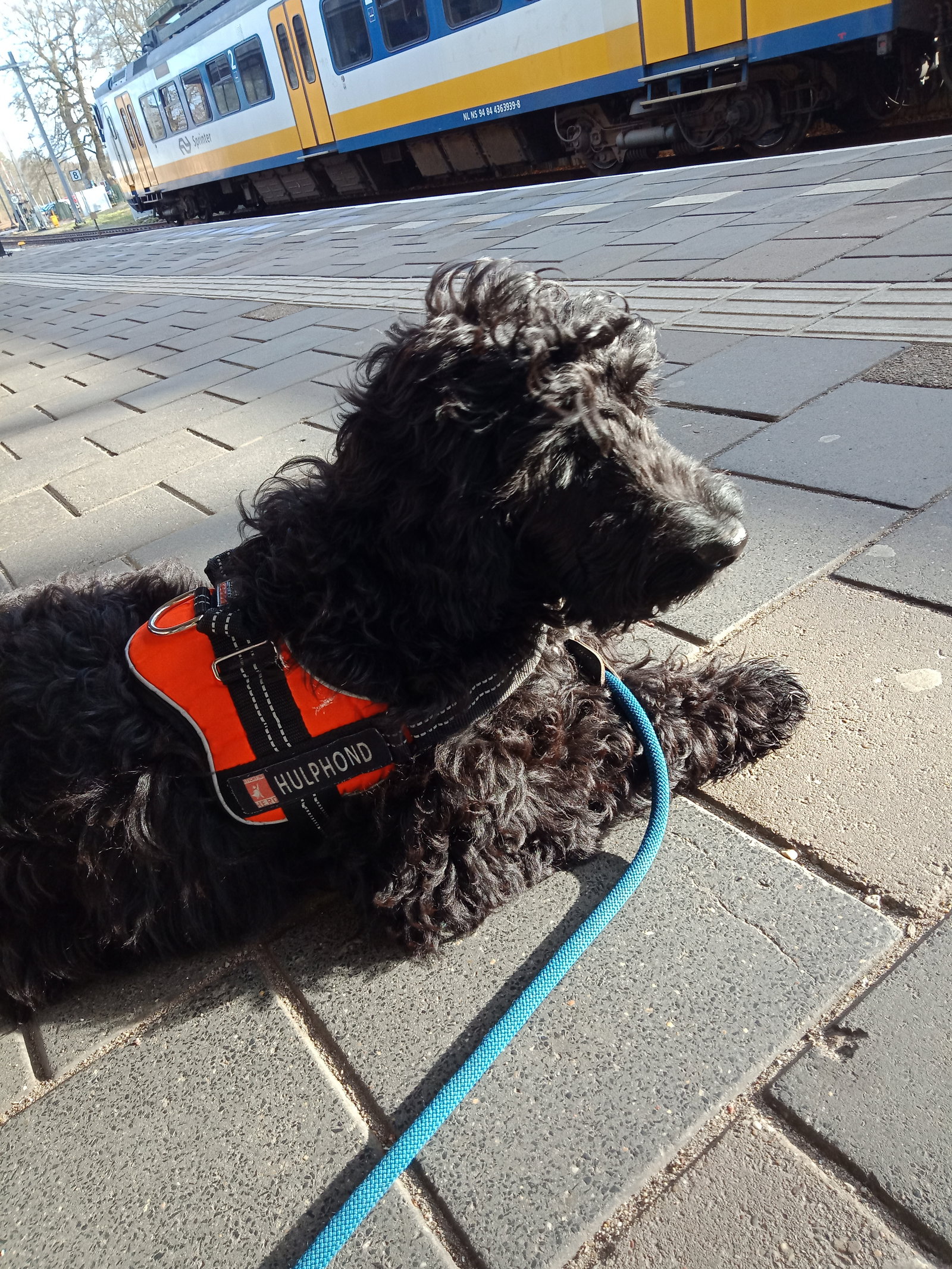 Morgan-Mae, pet sitter in Leeuwarden, photo 4