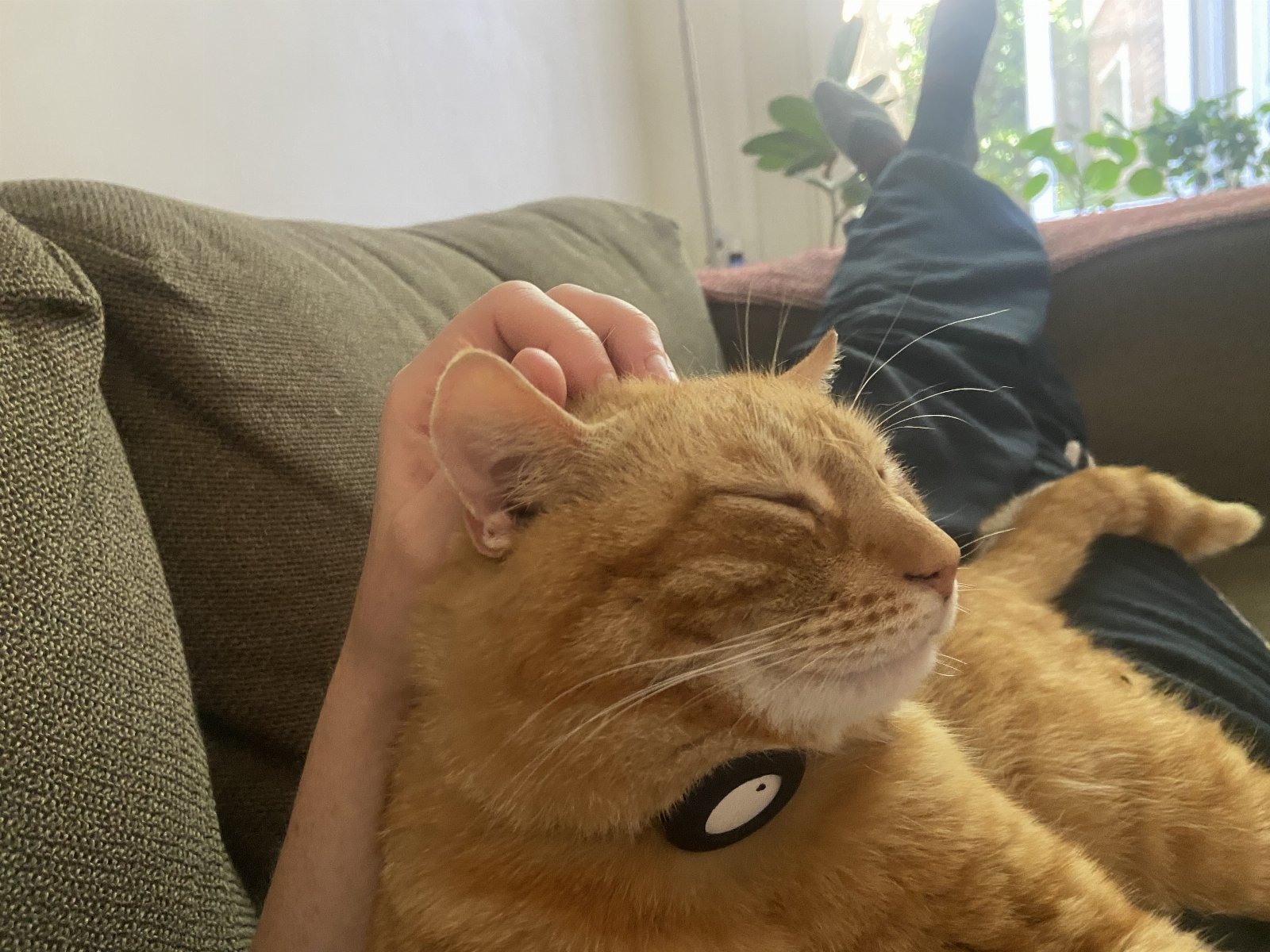 Anouk, pet sitter in Utrecht, photo 3