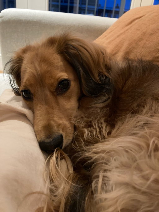 Mijke, pet sitter in Amsterdam, photo 4