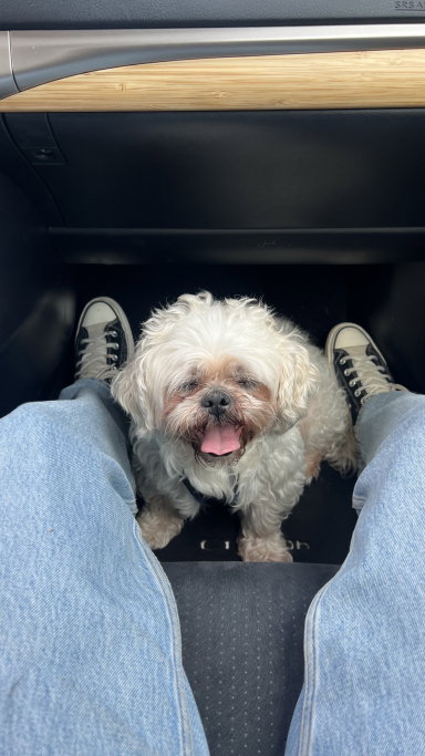 Ailin, pet sitter in Amsterdam, photo 2
