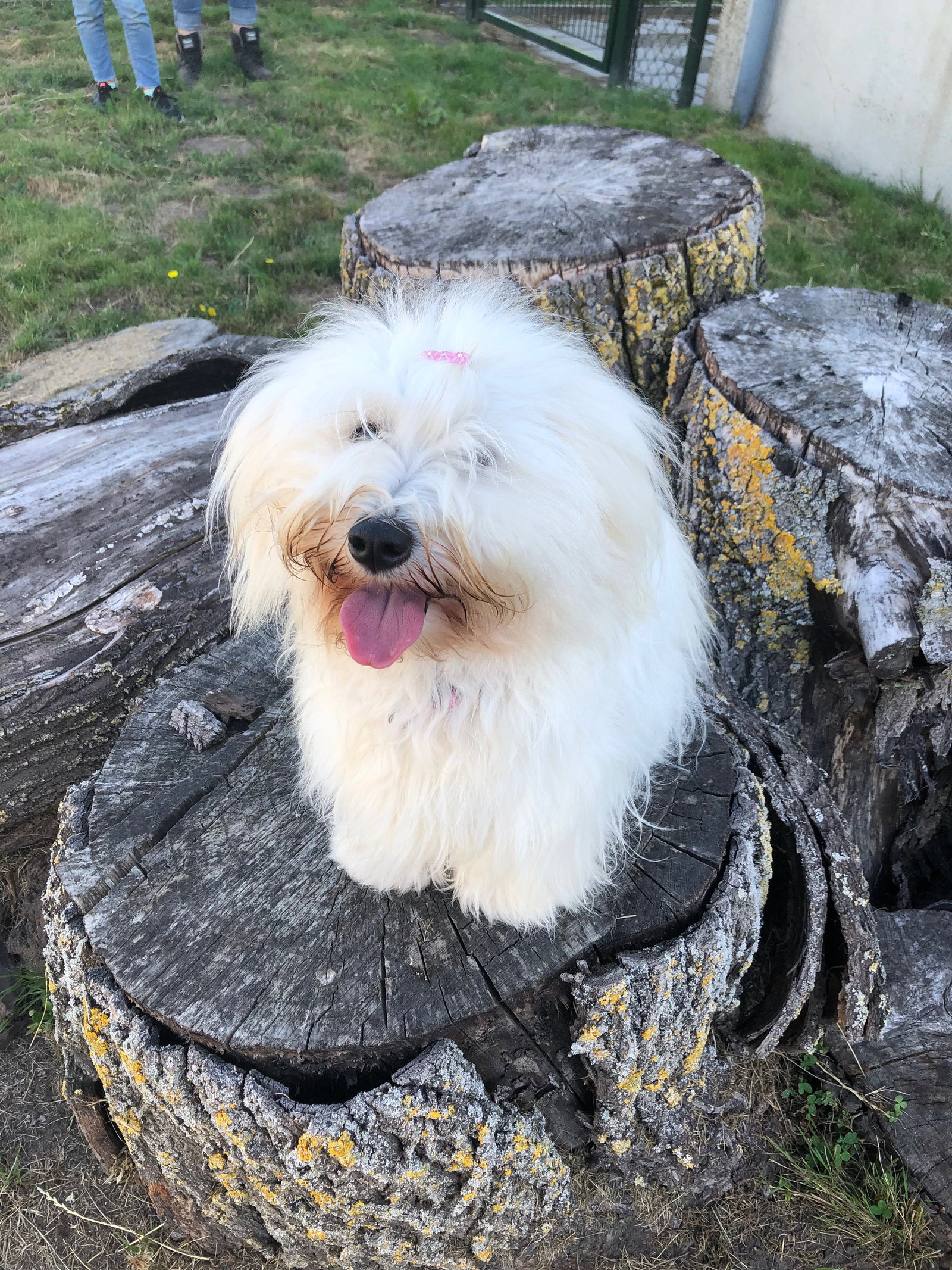 Simone, pet sitter in Kelpen-Oler, photo 4
