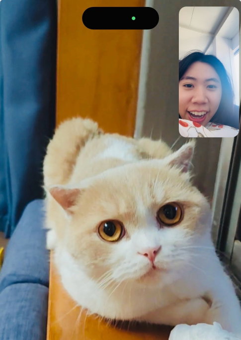 Fancy, pet sitter in Amsterdam, photo 1