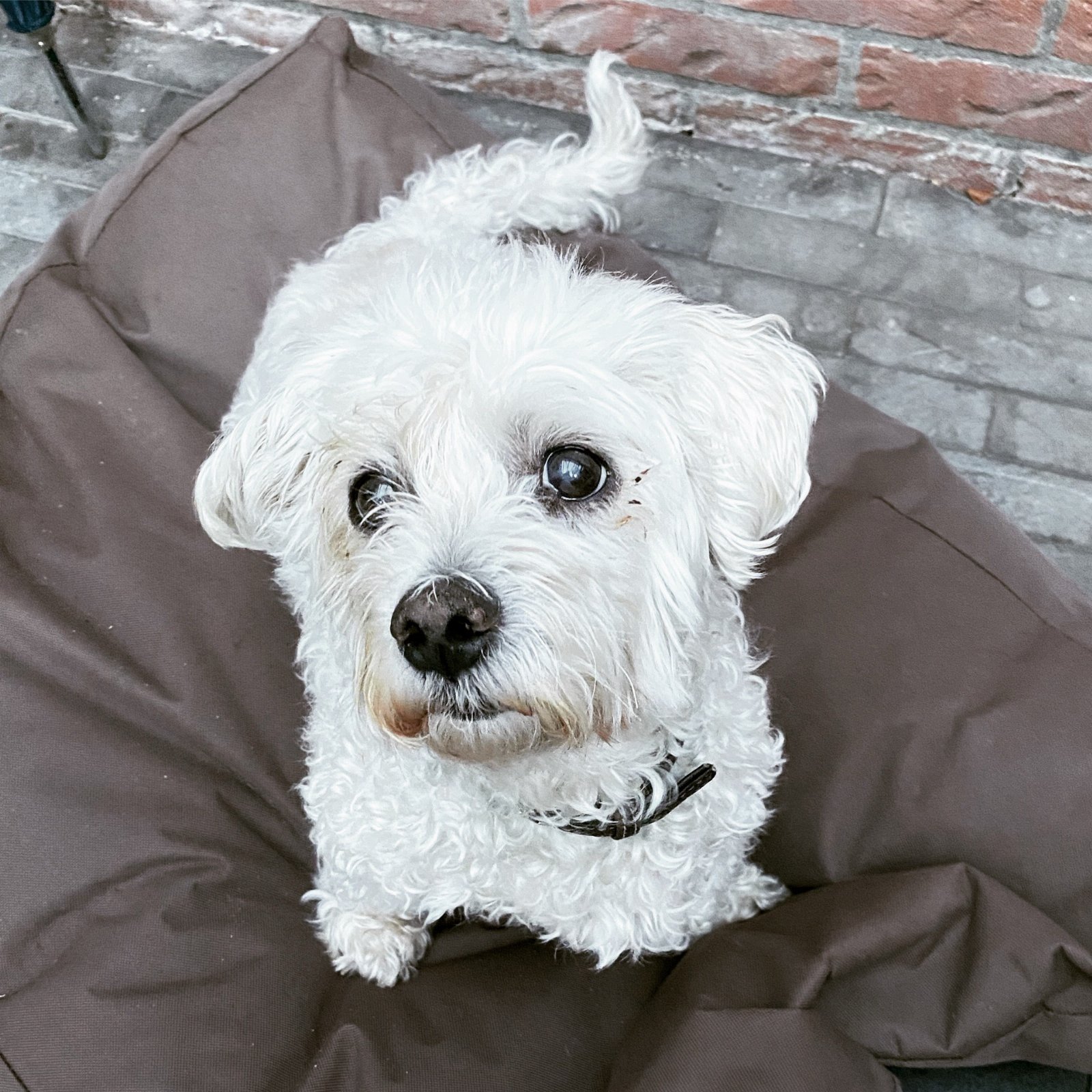 Raundi, pet sitter in Zaandam, photo 1