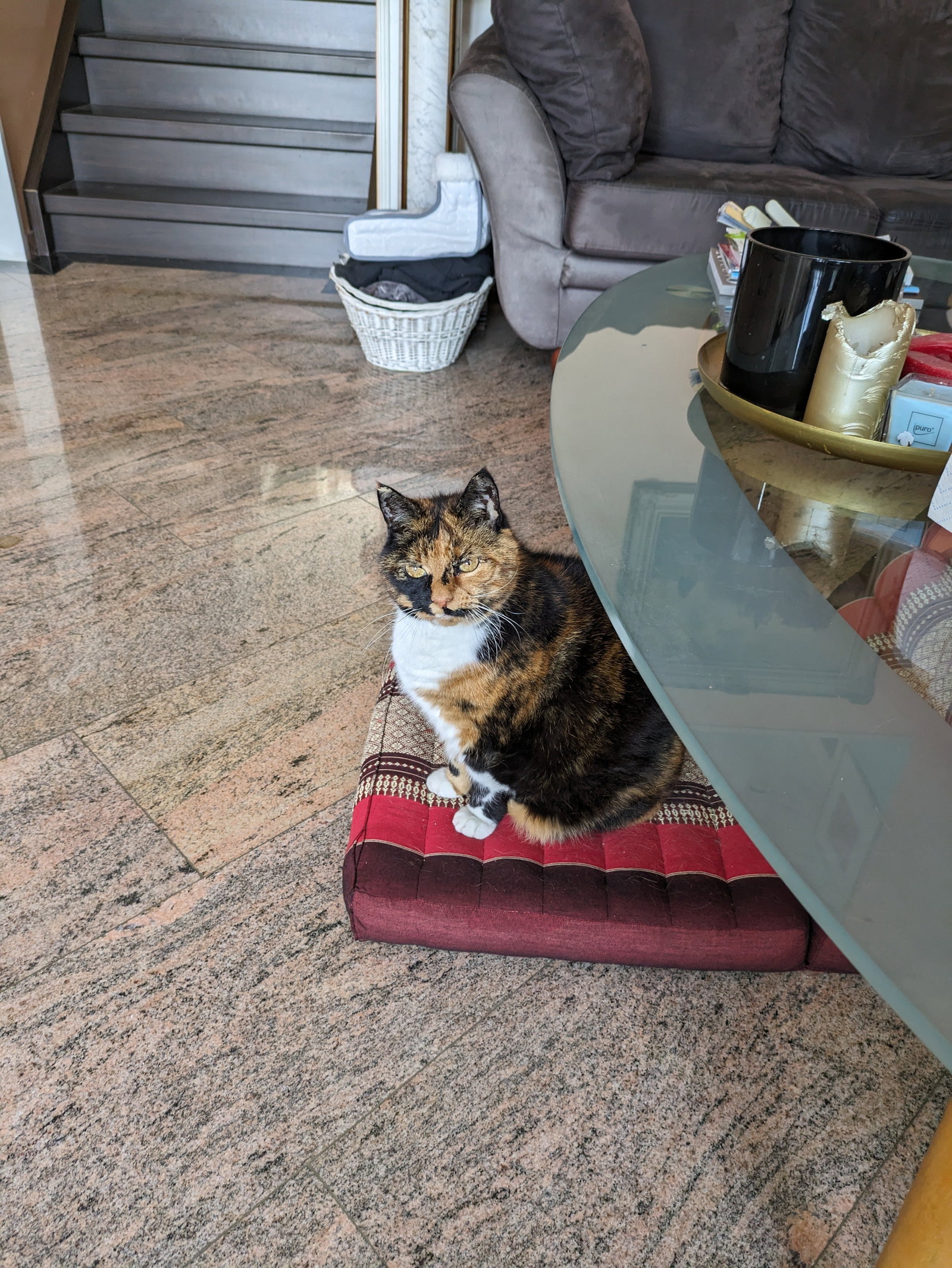 Pauline, pet sitter in Zaandam, photo 1