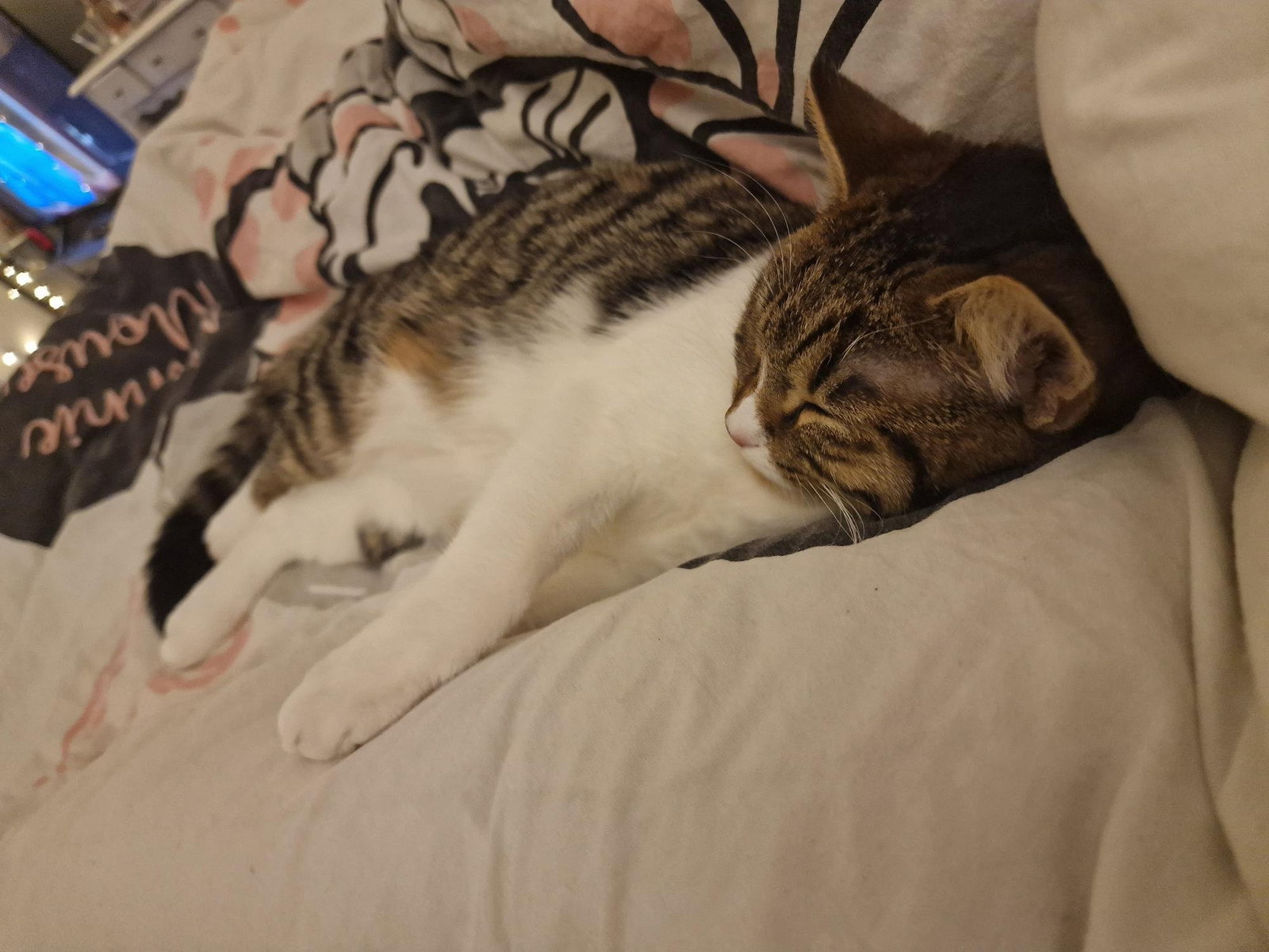 Sandra, Tiersitter in Berlin, Foto 1