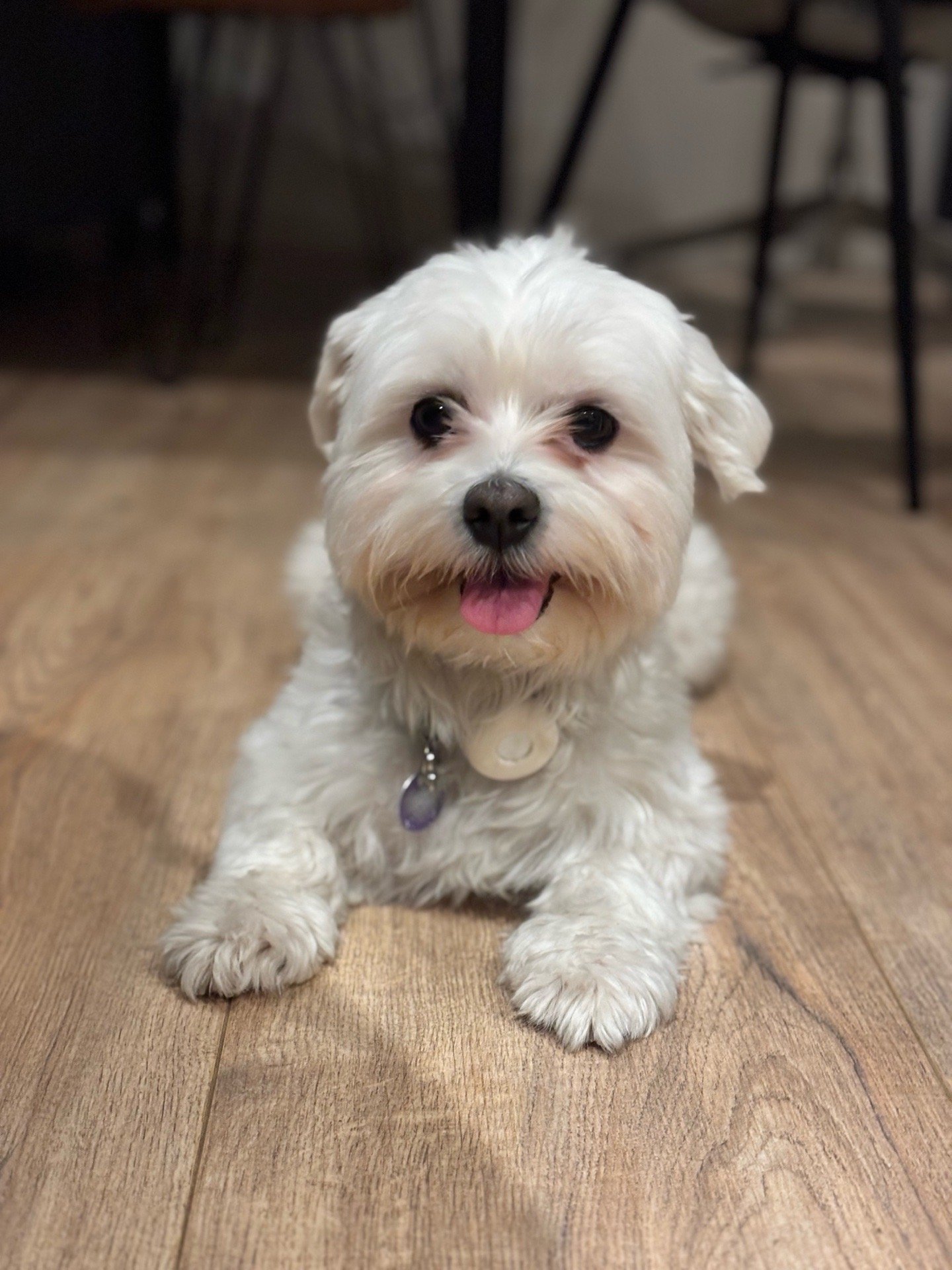 Maggie, pet sitter in Hattingen, photo 2